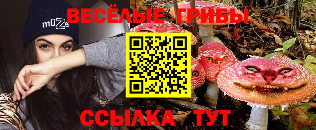 Псилоцибиновые грибы Psilocybe  Вход с VPN  Полысаево 